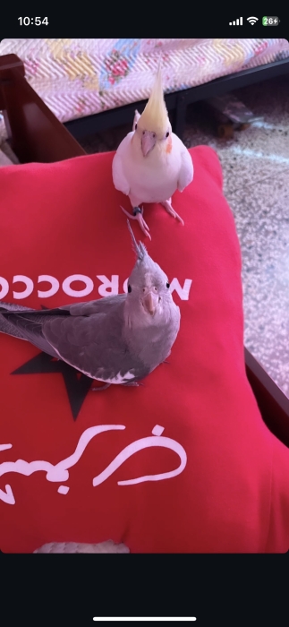 Calopsittes bien dressés