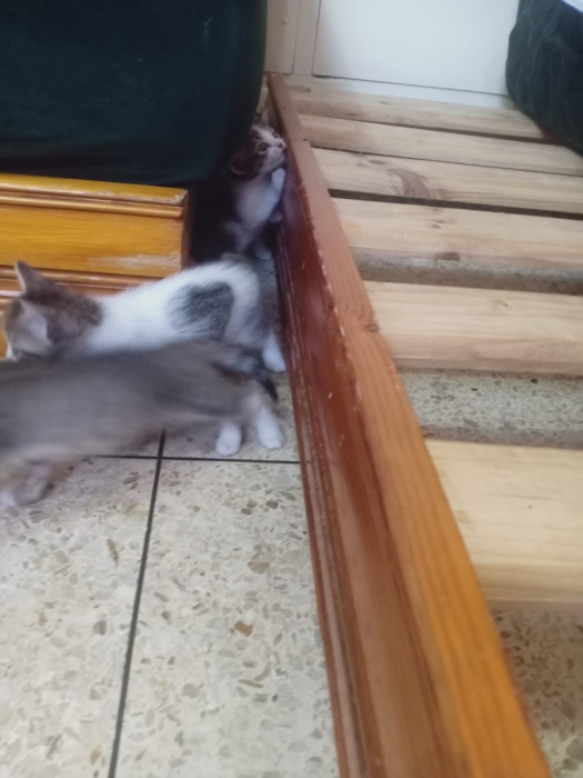 Petits chats pour adoption gratuite - après le tremblement de terre au Maroc