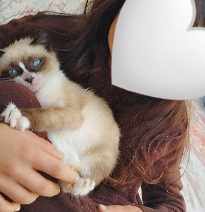 قطة سيامي للبيع