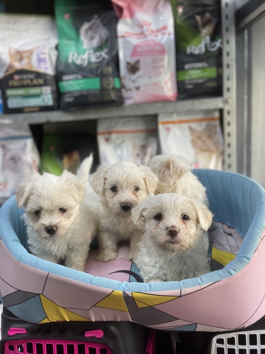 Male et femelle Bichon maltais