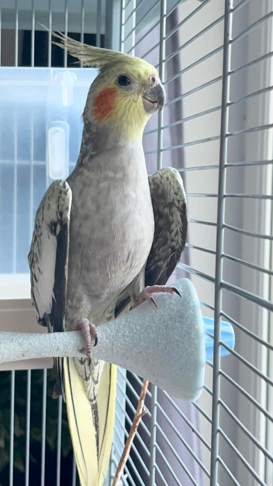 Oiseau dressé à Casablanca Maroc