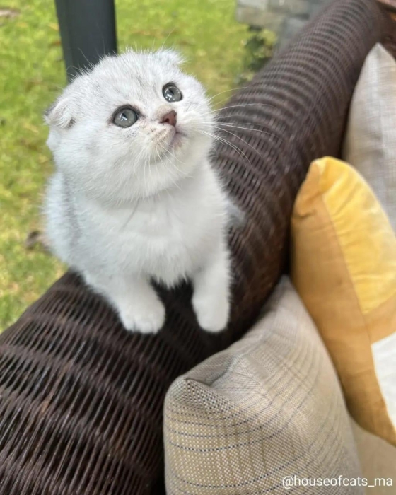 British shorthair &scottish fold