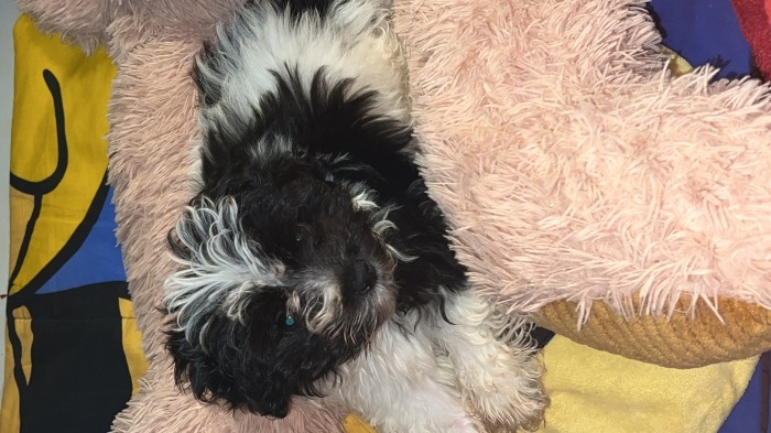 bichon havanais male