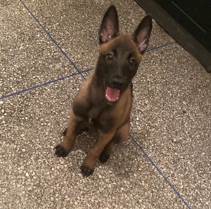 malinois charbonnier