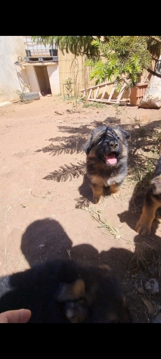 Chiots berger allemand