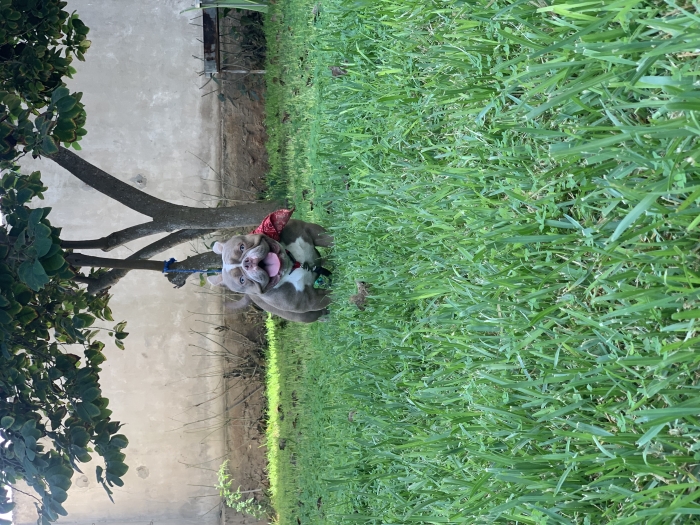 American bully micro exotic