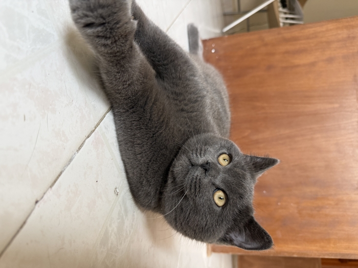 Chat Scottish Straight femelle – 7 mois – Très calme