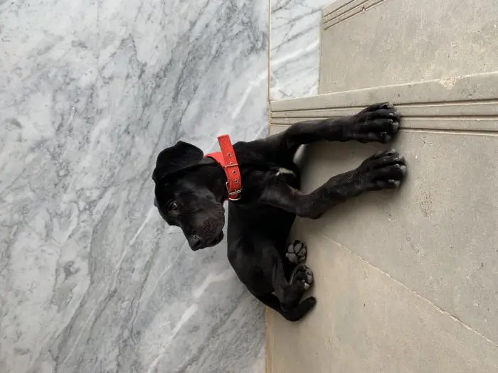 Dogue allemand - Danois