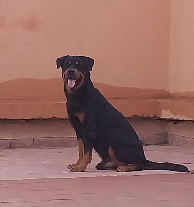 Rottweiler