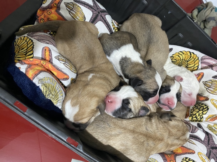 Chiot staff americain pure race