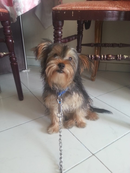 Chien Yorkshire