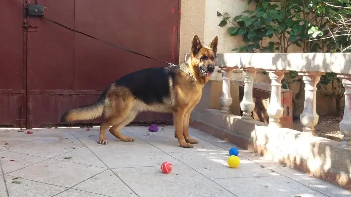 Femelle berger allemand