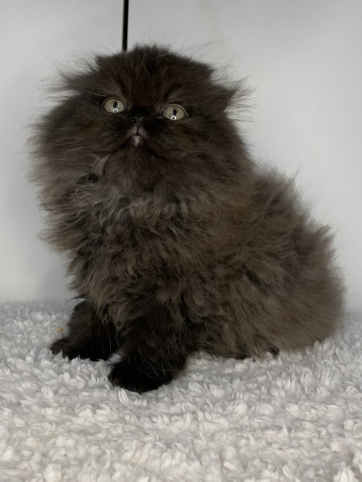 Chat Scottish fold highland