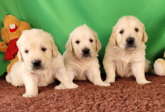 Golden retriever 🔥