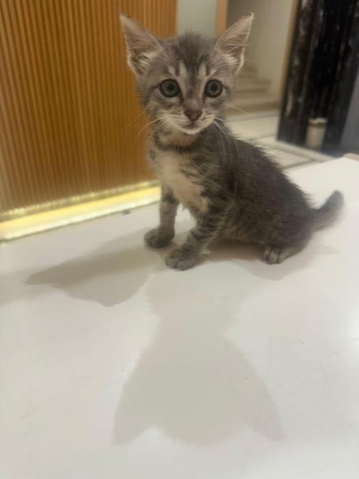 Chaton pour adoption