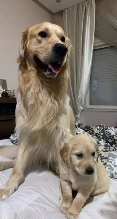 chiots golden retriever