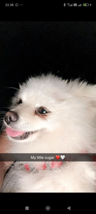 Chien spitz a vendre