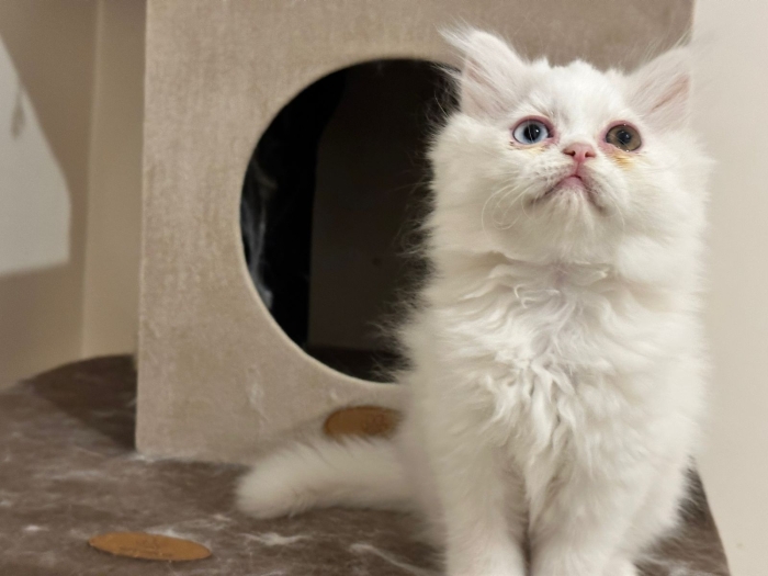 Chatons Persan agés de deux mois et demi