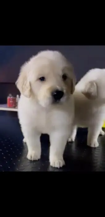 le top du golden retriever