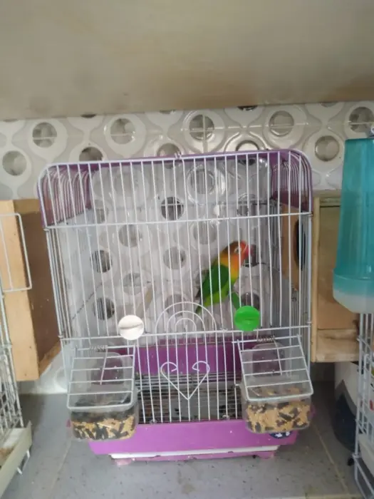 couple des insesparables