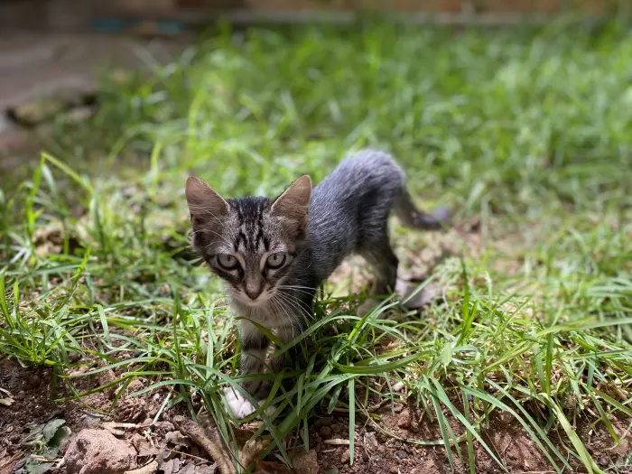 3 chatons à adopter