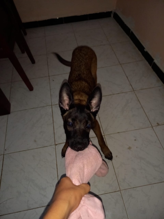 Malinois charbonnier