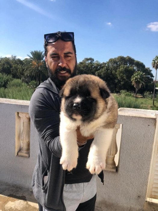 Disp akita américain top d top