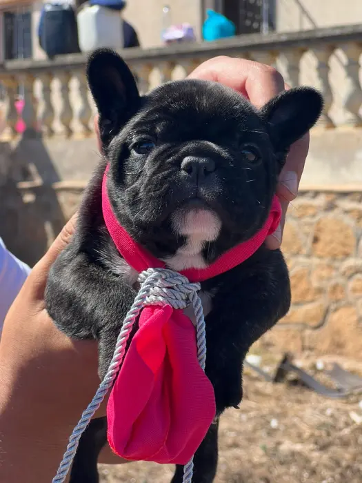 Bulldog français femelle noire  38 jours