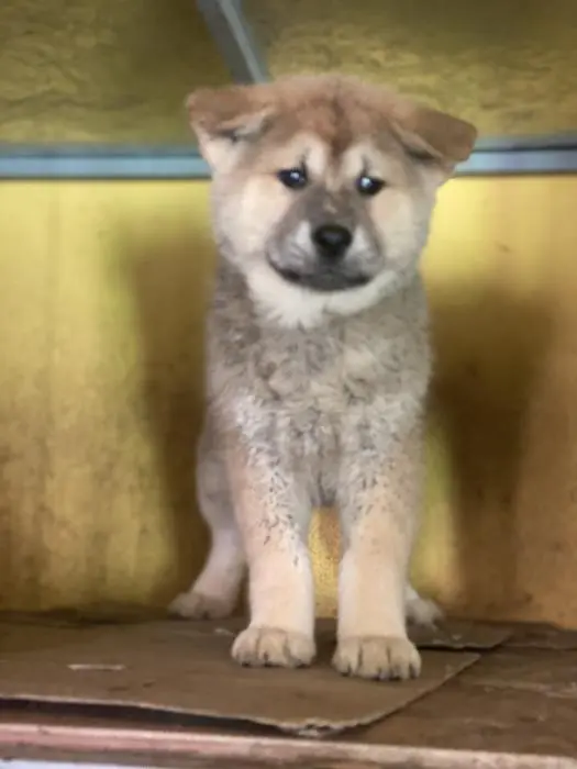 Akita inu