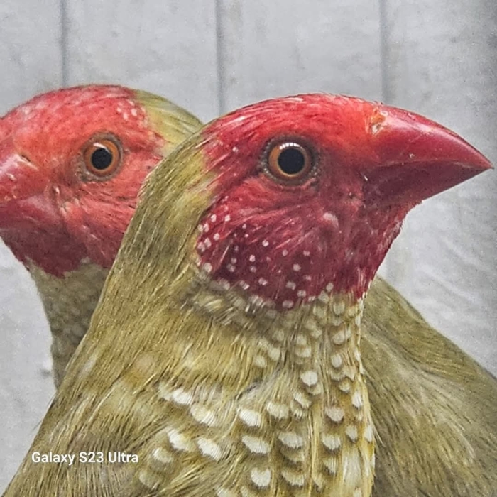 Diamant star reficouda