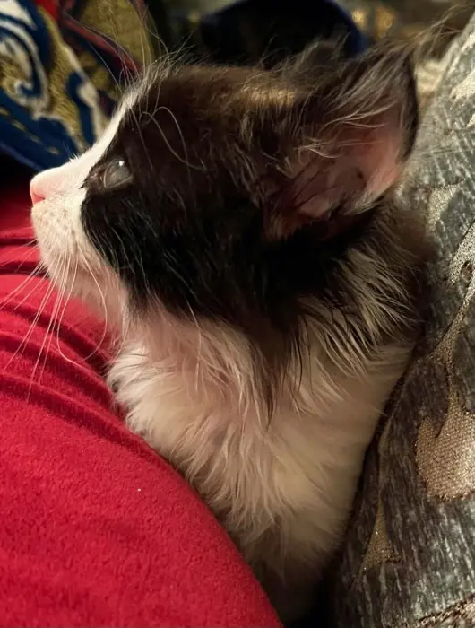 Chatte pour adoption