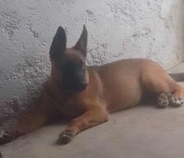 Malinois
