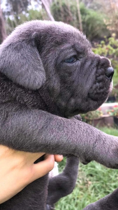 Disp chiot cane corso top d top