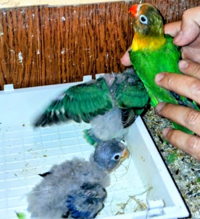 Vente Inseparables dressage