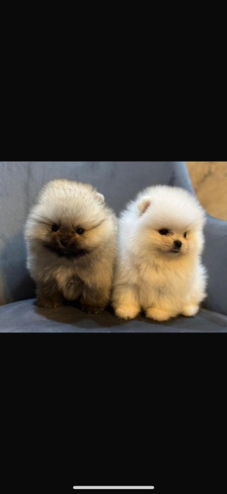 spitz nain loulou de pomeranie