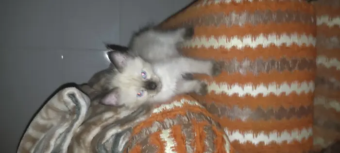 Chat siamo age 2 mois female
