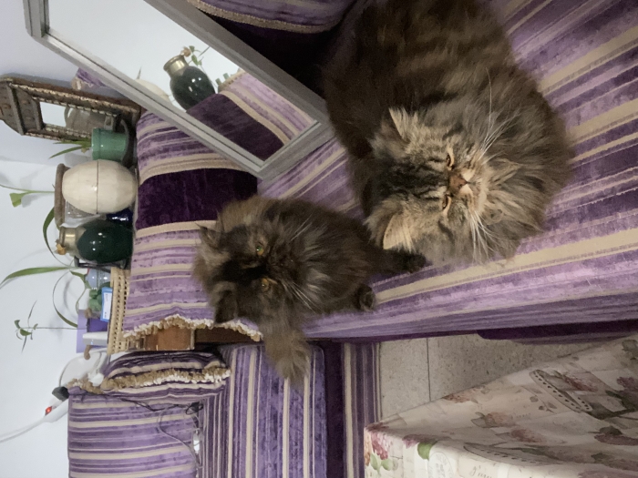 Magnifique couple persan