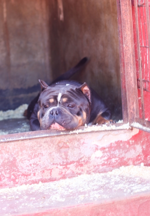 magnifiques male adult american bully
