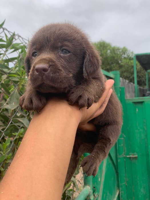 Labrador Chocolat 🍫
