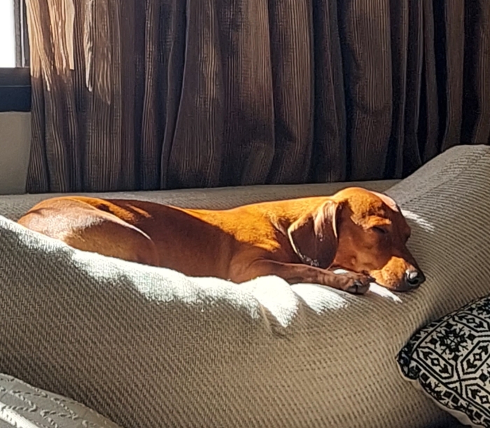 Teckel male pour accouplement