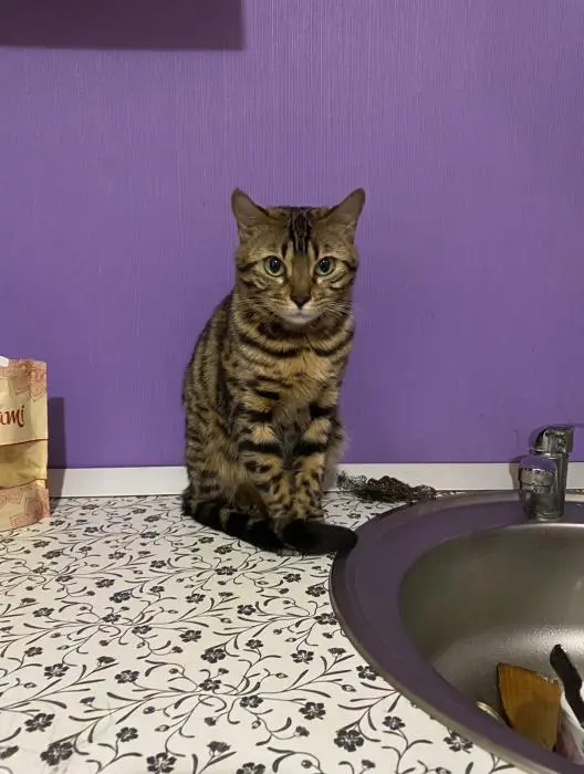Chat de bengal
