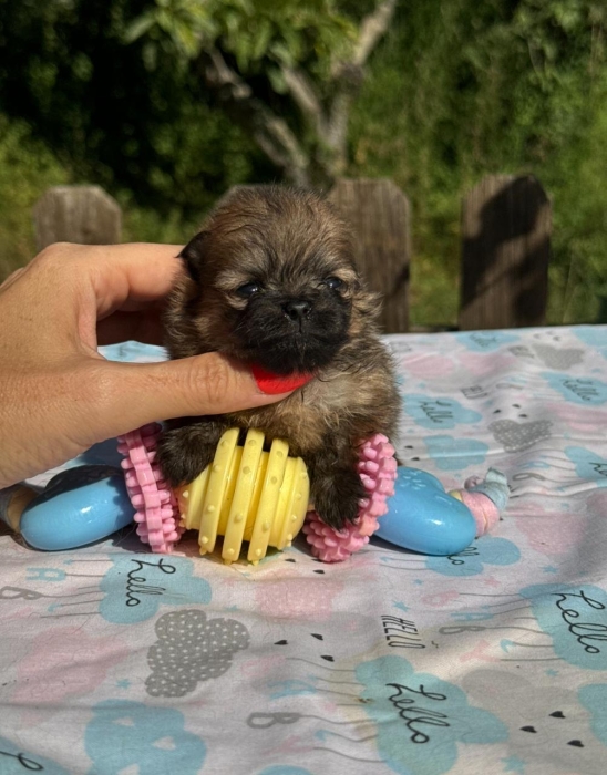 Spitz Pomeranien 🔥