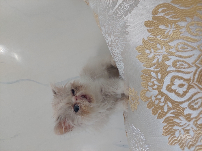 Chaton persan himalayen