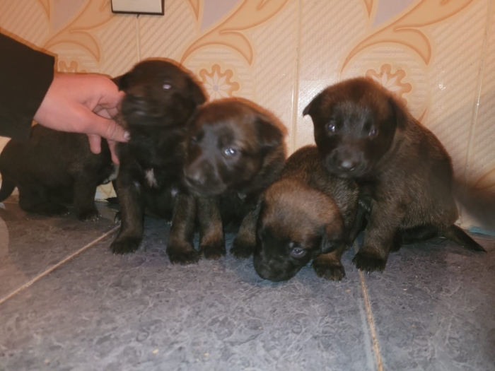 Chiots malinois charbonnée