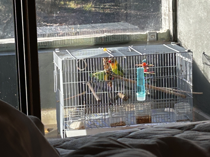 Couple inséparables bagué