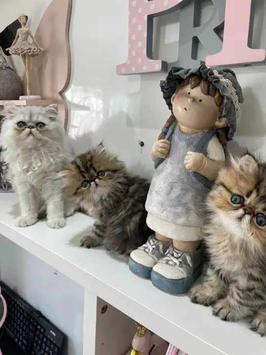 Chat persan chinchilla