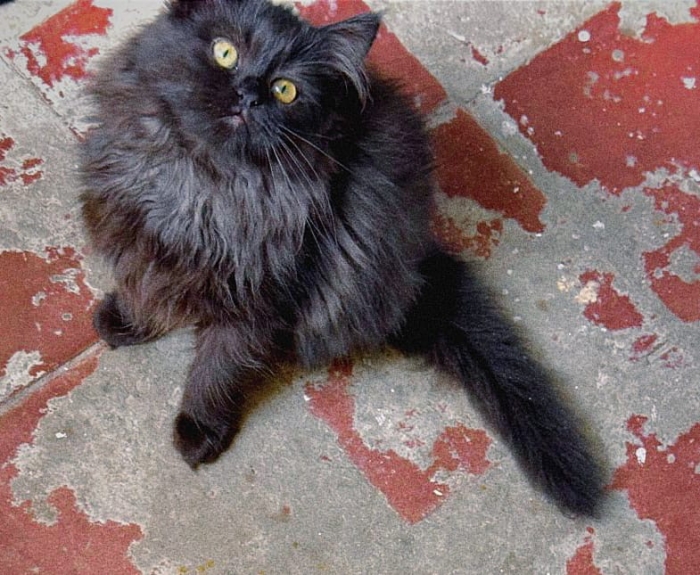 Chaton persan 3 mois ( Chinchilla) trop adorable