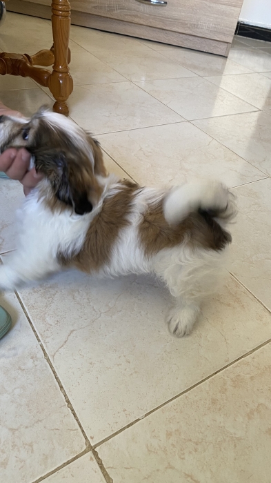 Chien bichon 60jours