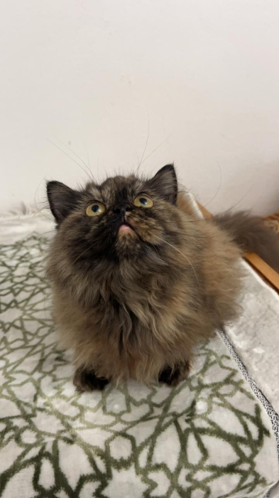 Persan femelle 6mois