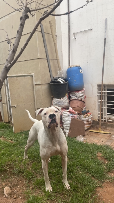 Dogue Argentin Race Pure